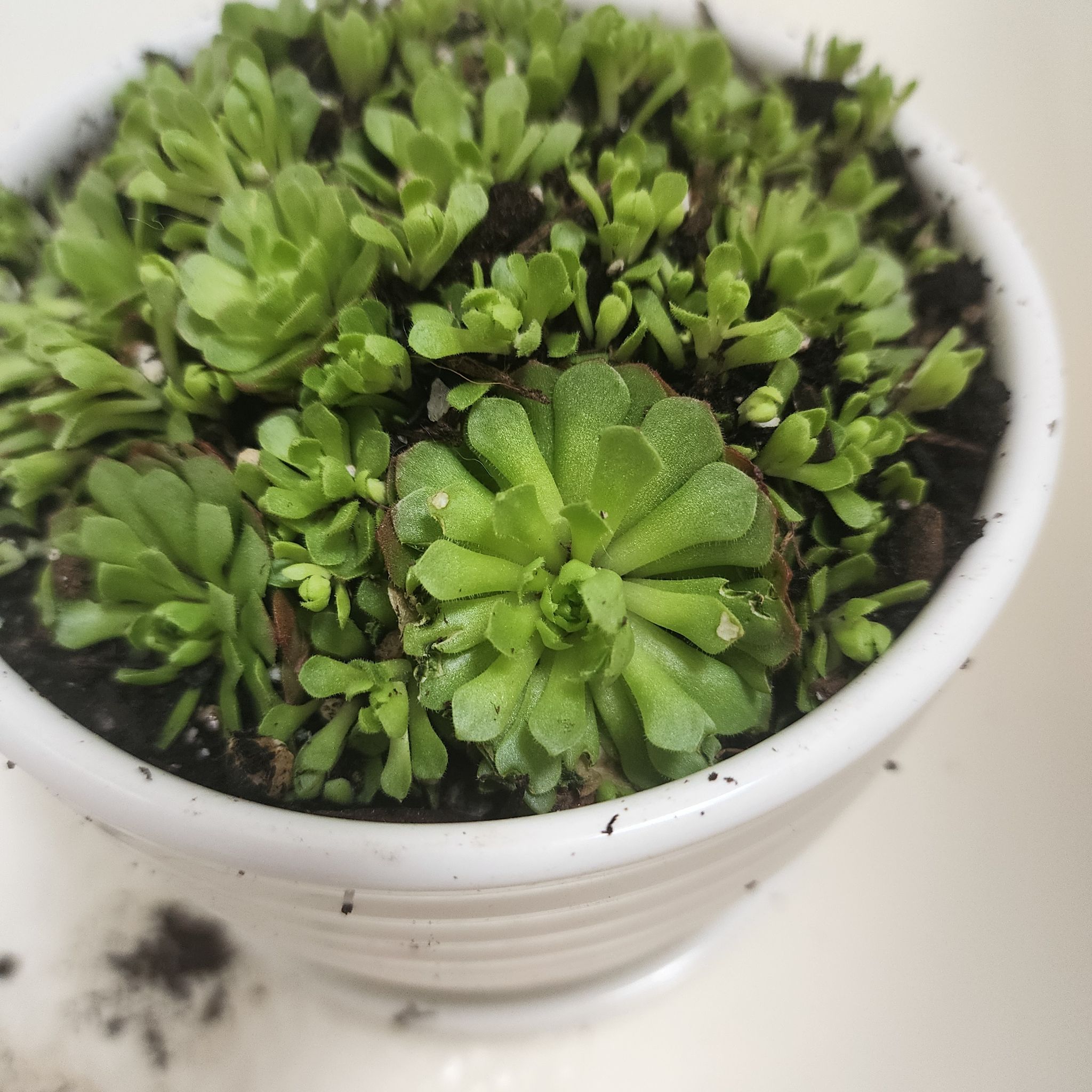 Photo of the plant species Rosularia platyphylla by @QualityBearsear named Rosie on Greg, the plant care app