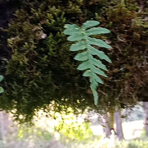 Photo of the plant species Licorice Fern by @AmazingShamrock named Sol on Greg, the plant care app