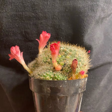 Photo of the plant species Rebutia minuscula by @tayday.9 named Ziva on Greg, the plant care app