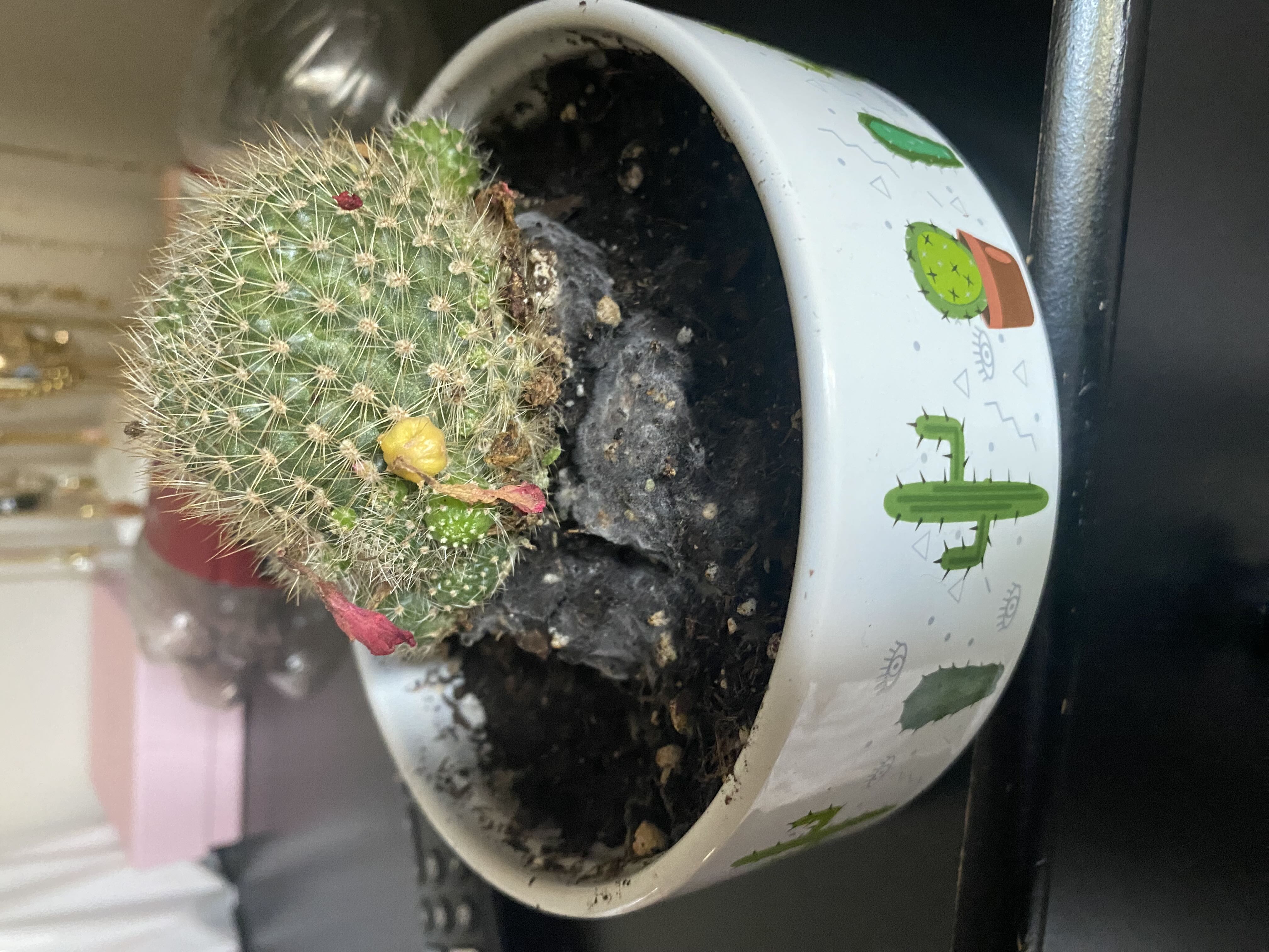 Photo from the post