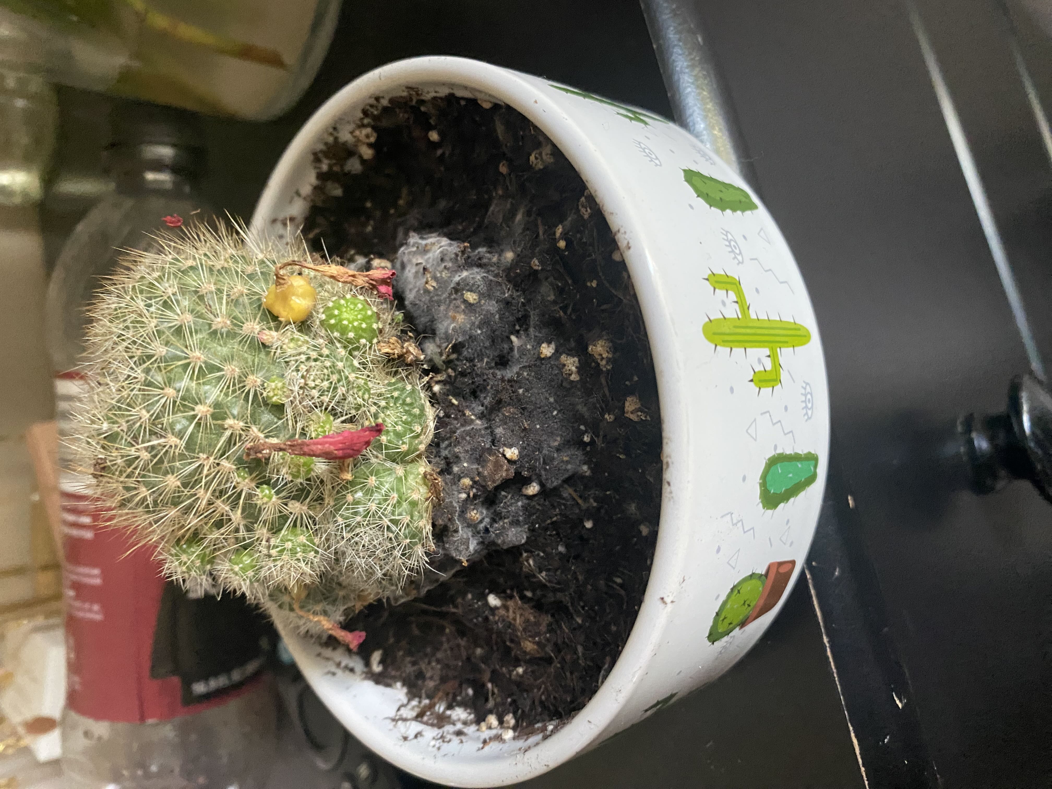 Photo from the post
