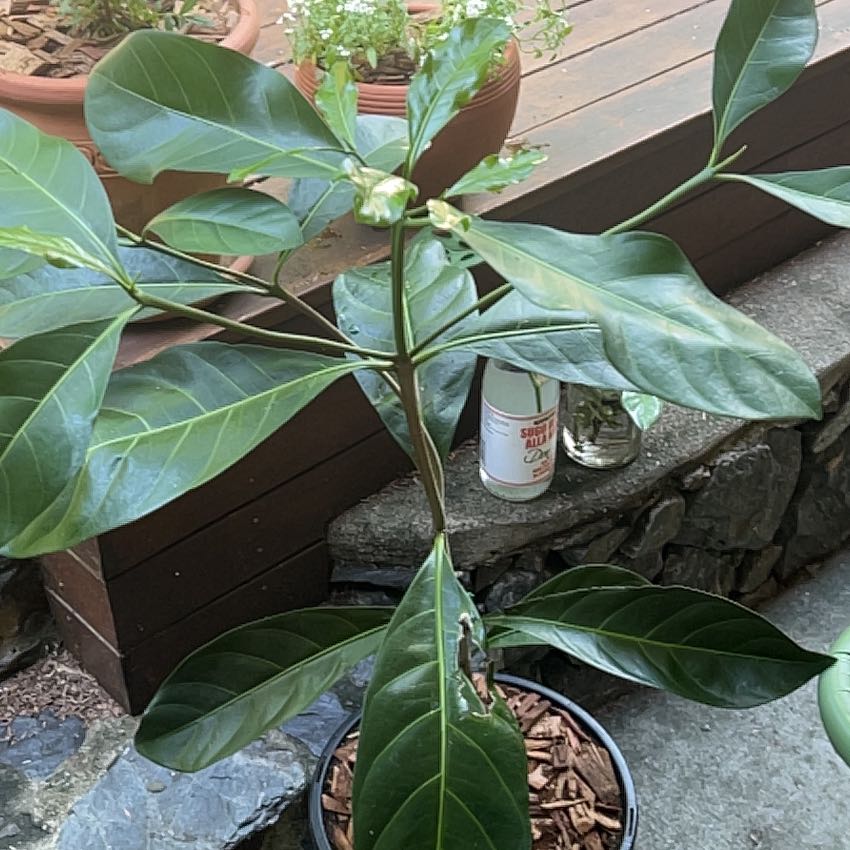 Photo of the plant species Native Gardenia by @YiftJackfruit named Gardenia on Greg, the plant care app