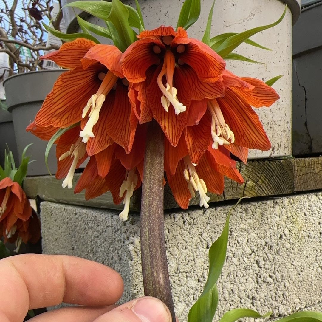 Photo of the plant species Imperial Fritillary by @ZestSmokethorn named Titus Mede on Greg, the plant care app