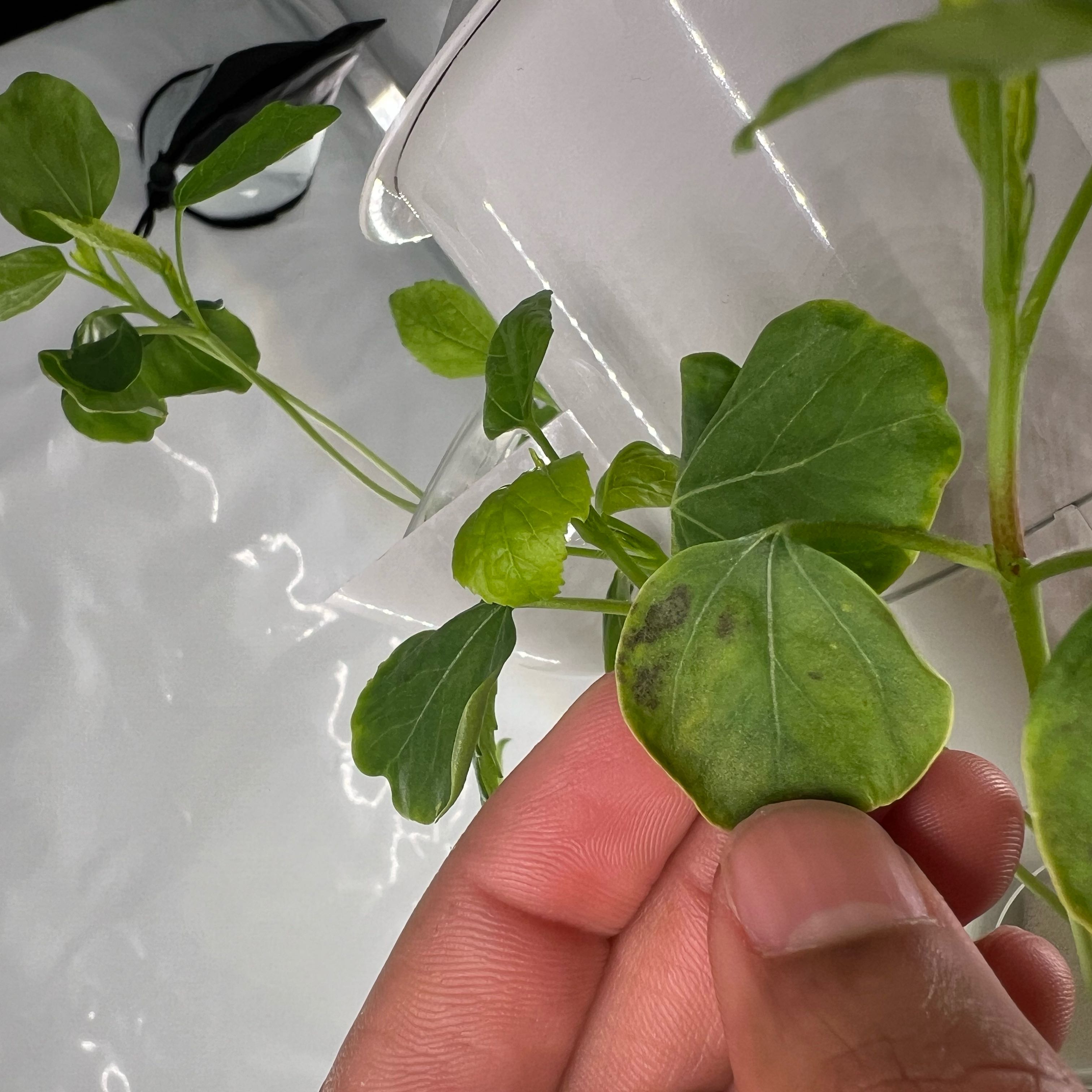 Roselle plant with some leaves showing yellowing and black spots, held by a hand.