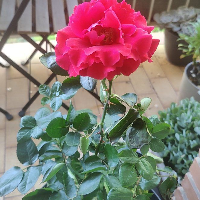 Photo of the plant species Grandiflora Rose by @SirScarletoak named LiloStitch on Greg, the plant care app