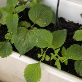 Photo of the plant species Crested Latesummer Mint by @PeachyCowbane named Elsholtzia ciliata on Greg, the plant care app