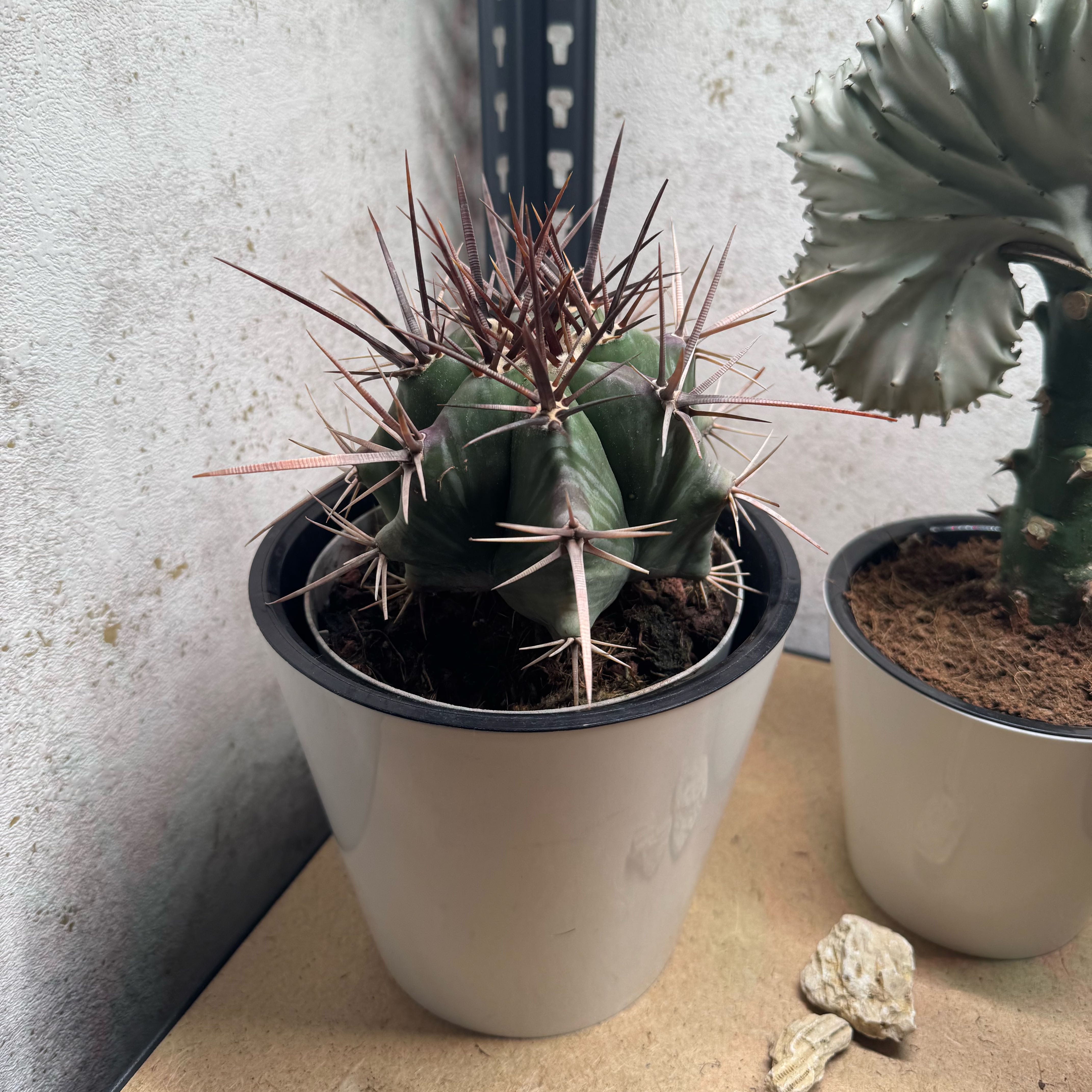 Photo of the plant species Giant Barrel Cactus by @yahya named Стэго on Greg, the plant care app