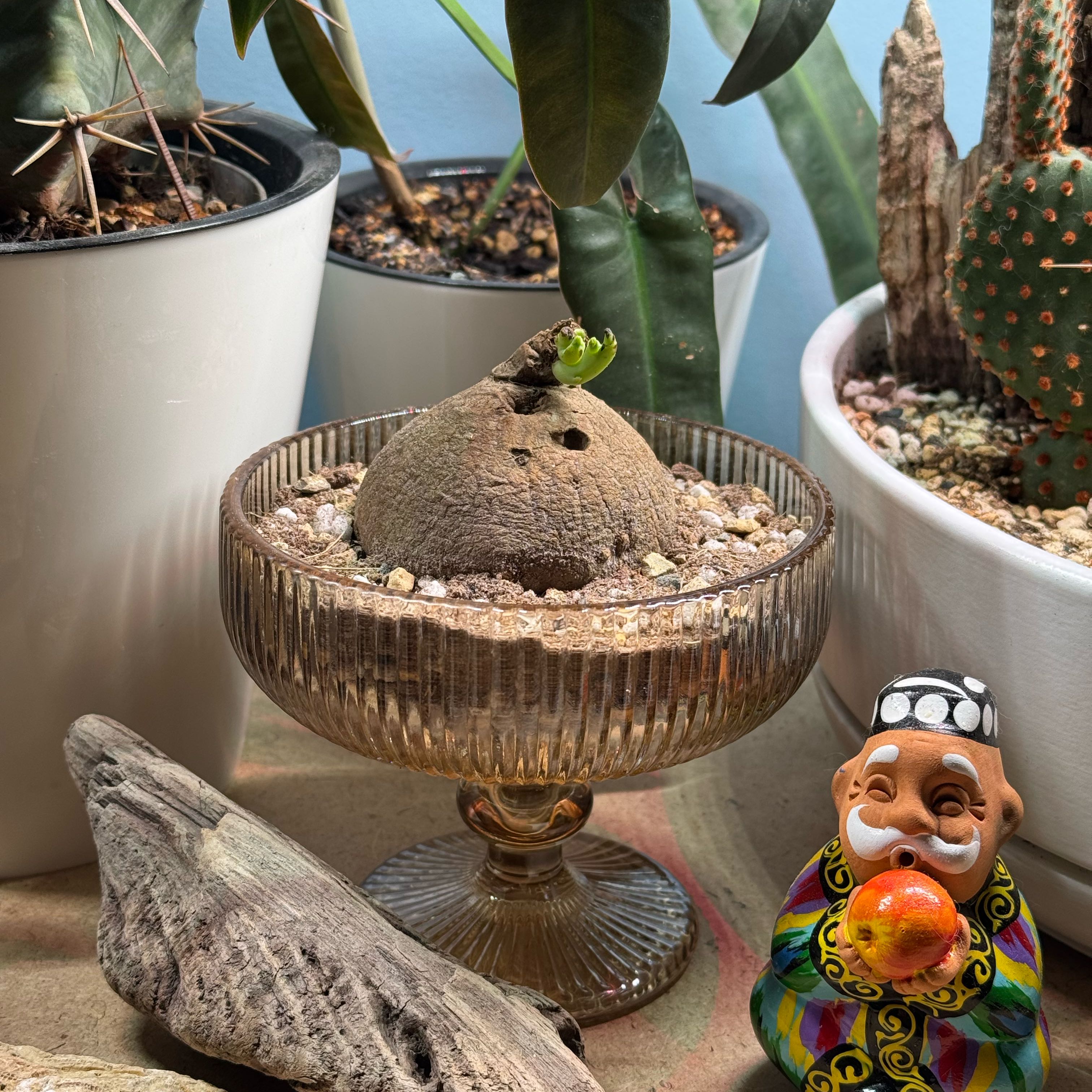 Photo of the plant species Stephania erecta by @yahya named Delilah on Greg, the plant care app