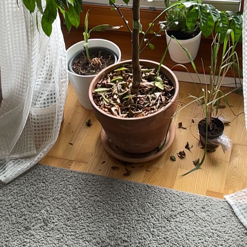 Photo of the plant species Sudachi Hybrid Yuzu by @BigLeucophyta named Apollo on Greg, the plant care app