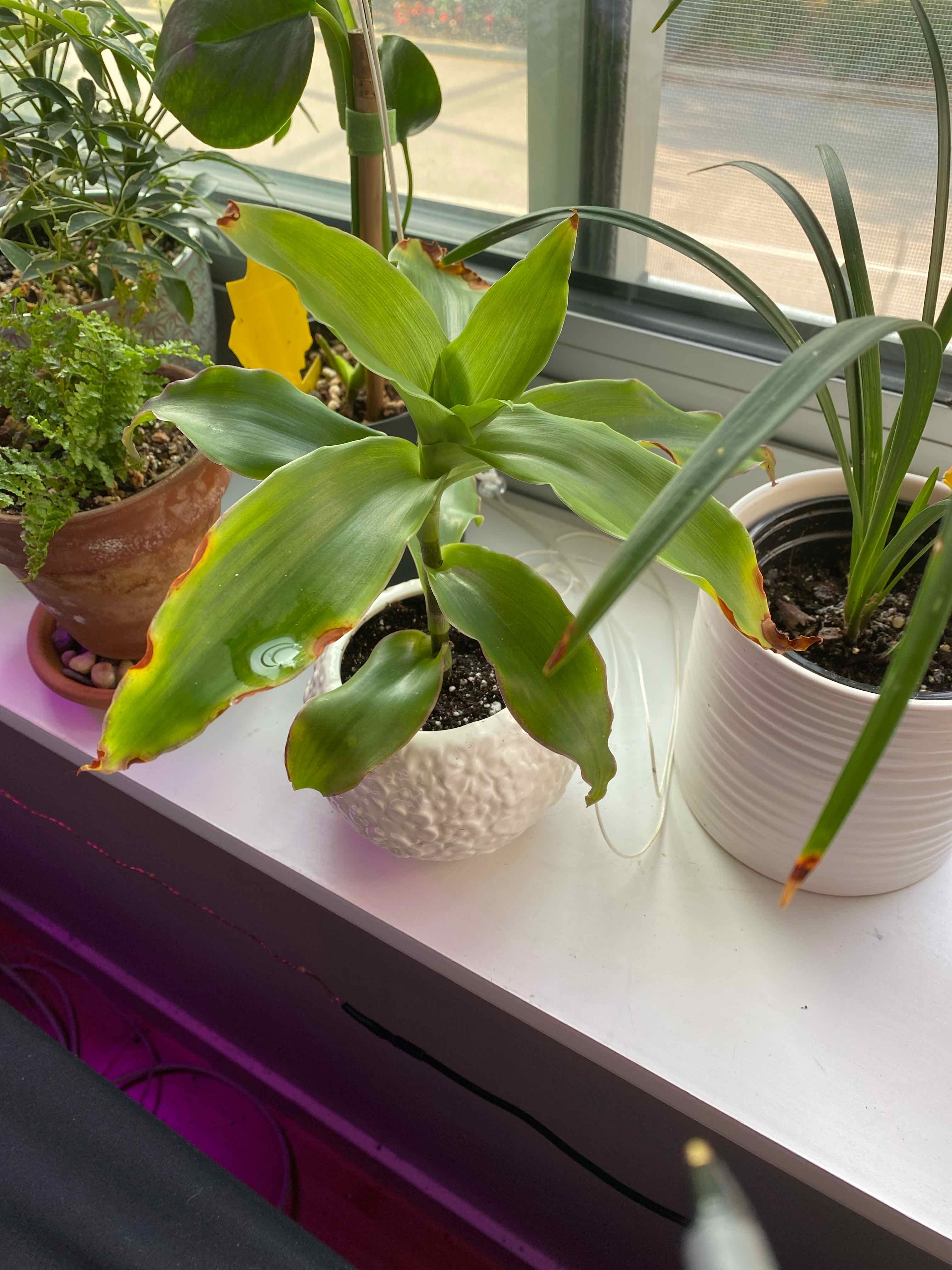 Basket Plant on a windowsill with browning leaf tips, in a white pot with visible soil.