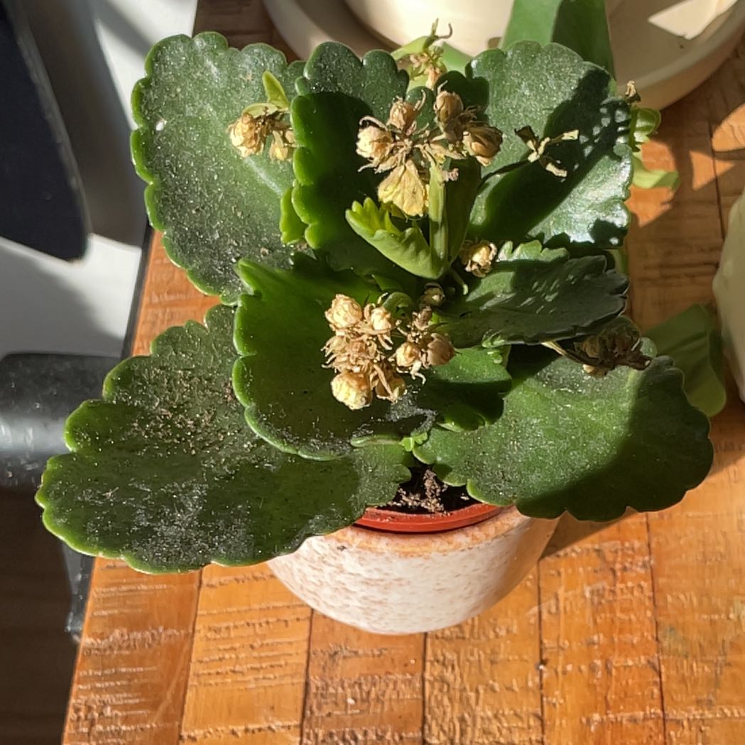 Photo of the plant species Sedum kamtschaticum by @KineticMountain named Tolkien on Greg, the plant care app