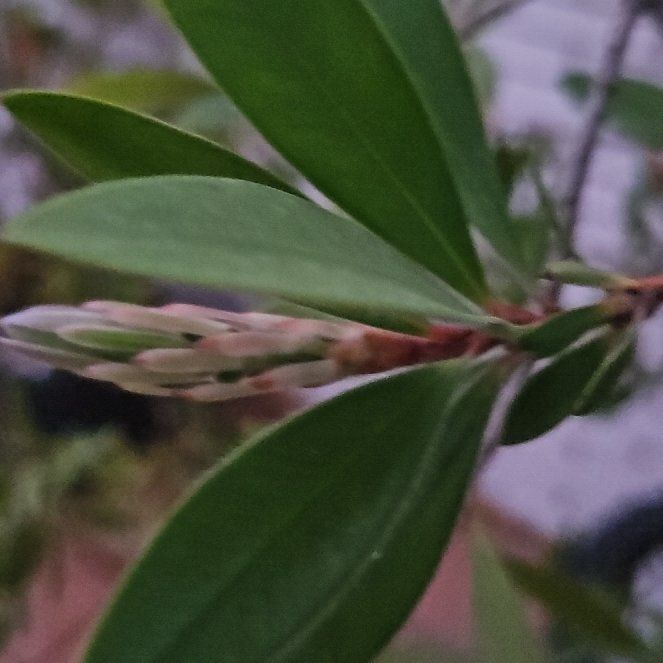 Photo of the plant species Callistemon viminalis by @FieryCatnip named Zion on Greg, the plant care app
