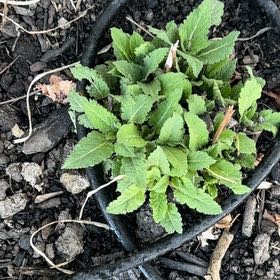 Photo of the plant species Royal Larkspur by @YernFrogfruit named Michelle Branch on Greg, the plant care app