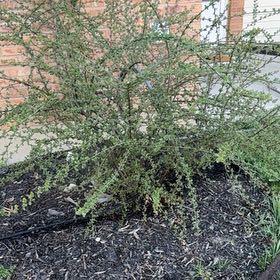 Photo of the plant species Bearberry Cotoneaster by @YernFrogfruit named Marley on Greg, the plant care app