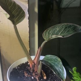 Photo of the plant species Philodendron 'Pink Bikini' by @UpbeatCardoon named Curie on Greg, the plant care app