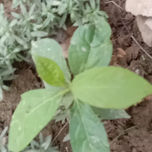 Photo of the plant species Anamu by @SageUnknownfern named Oscar on Greg, the plant care app