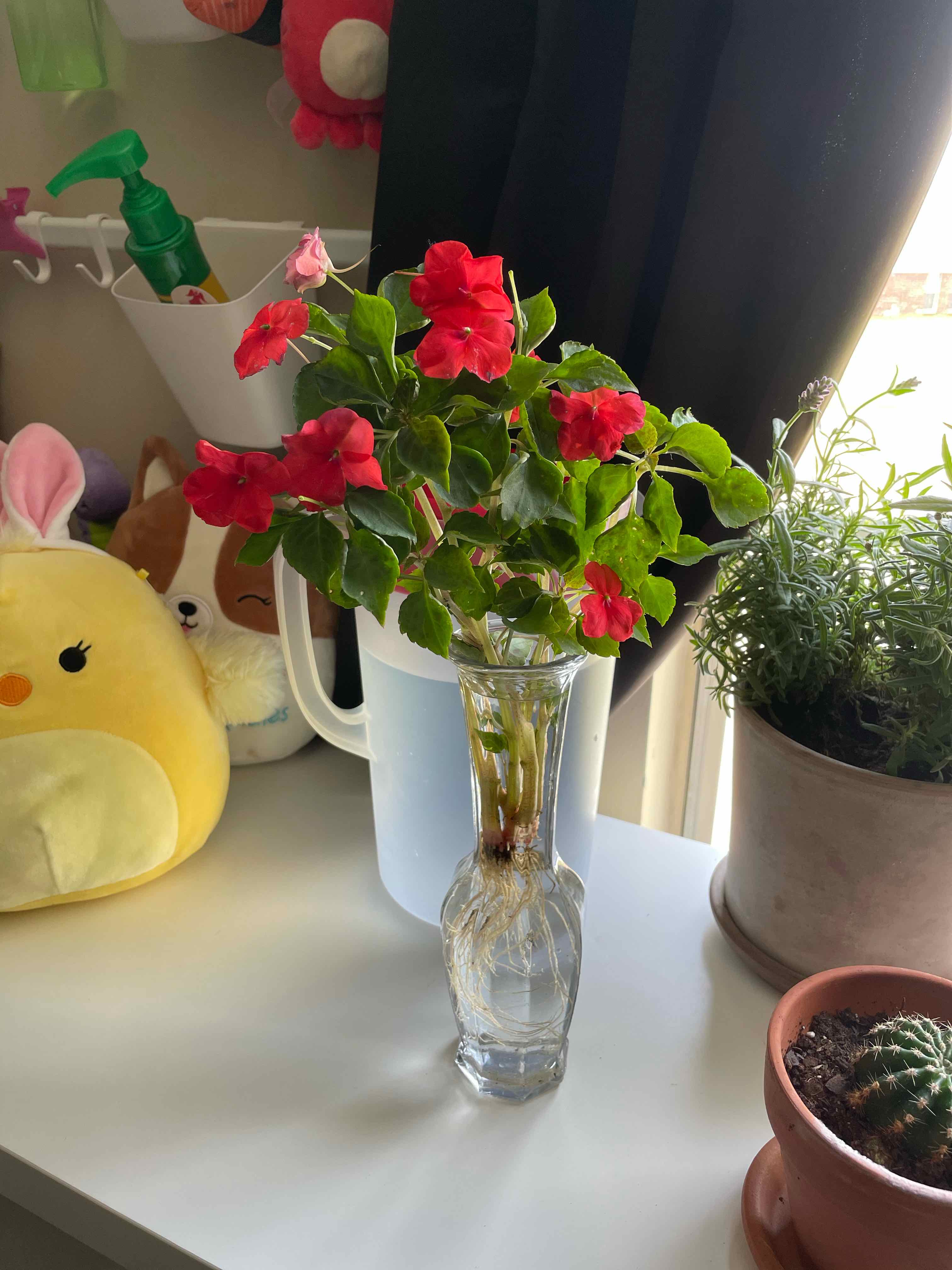 Buzzy Lizzy plant with red flowers in a glass vase on a table with other objects.