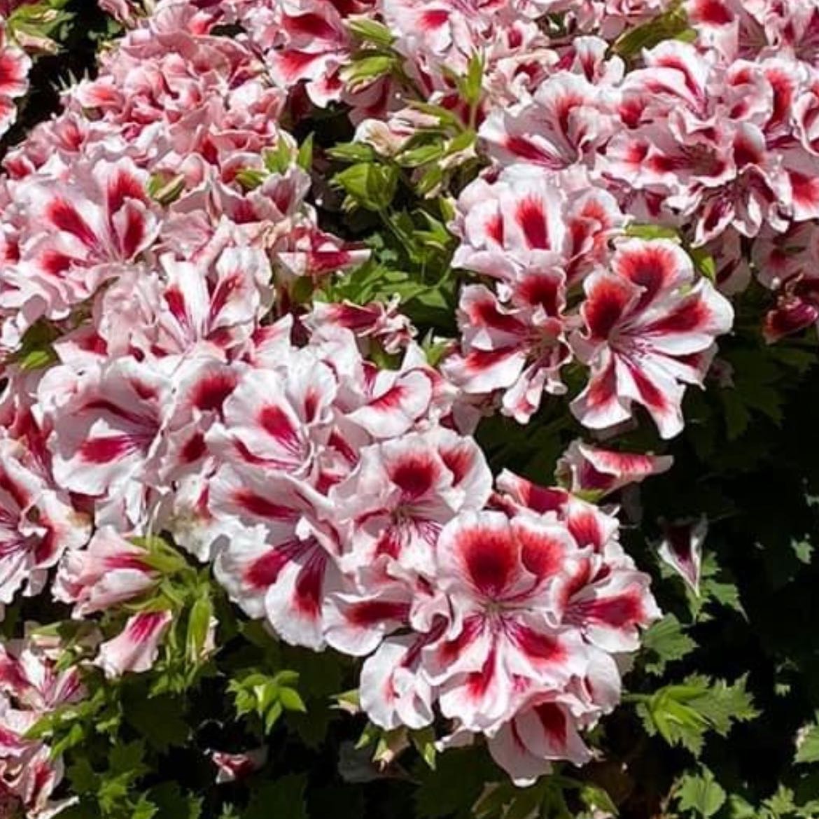 Photo of the plant species Martha Washington Geranium by @SnazzyDogviolet named Nithin on Greg, the plant care app