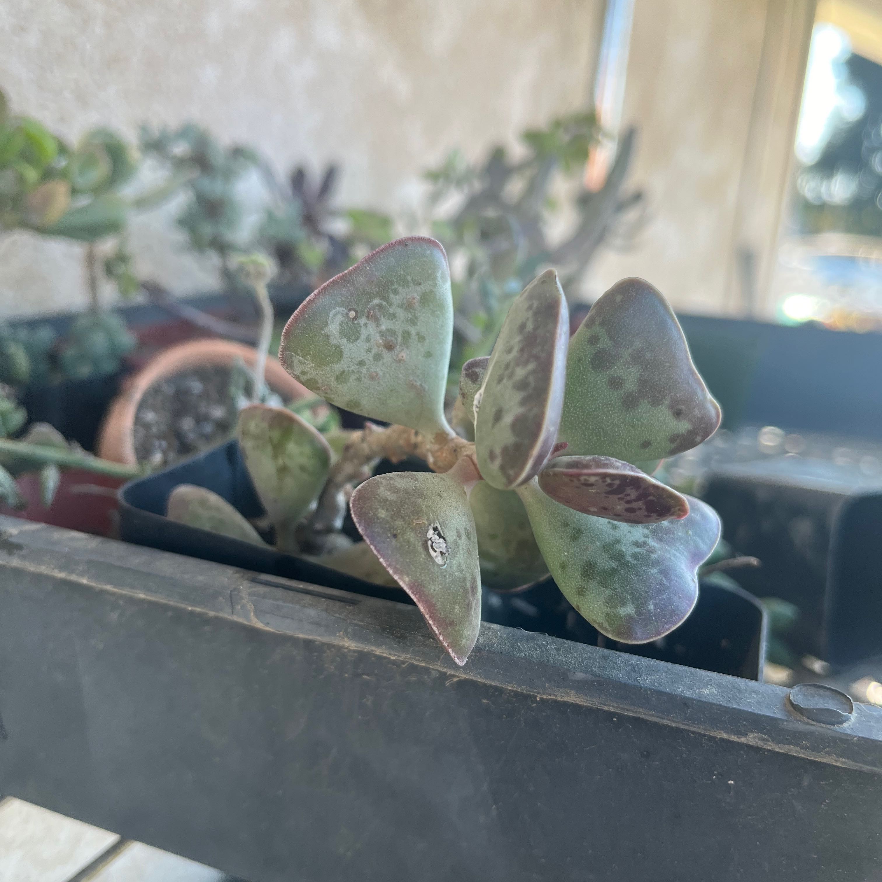 Calico Hearts succulent with heart-shaped leaves in a container with other succulents.