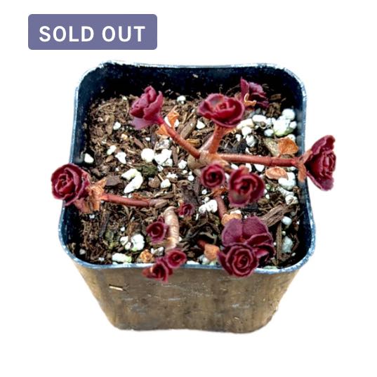 Photo of the plant species Dragon's Blood Stonecrop by @SnazzyDogviolet named Demi on Greg, the plant care app