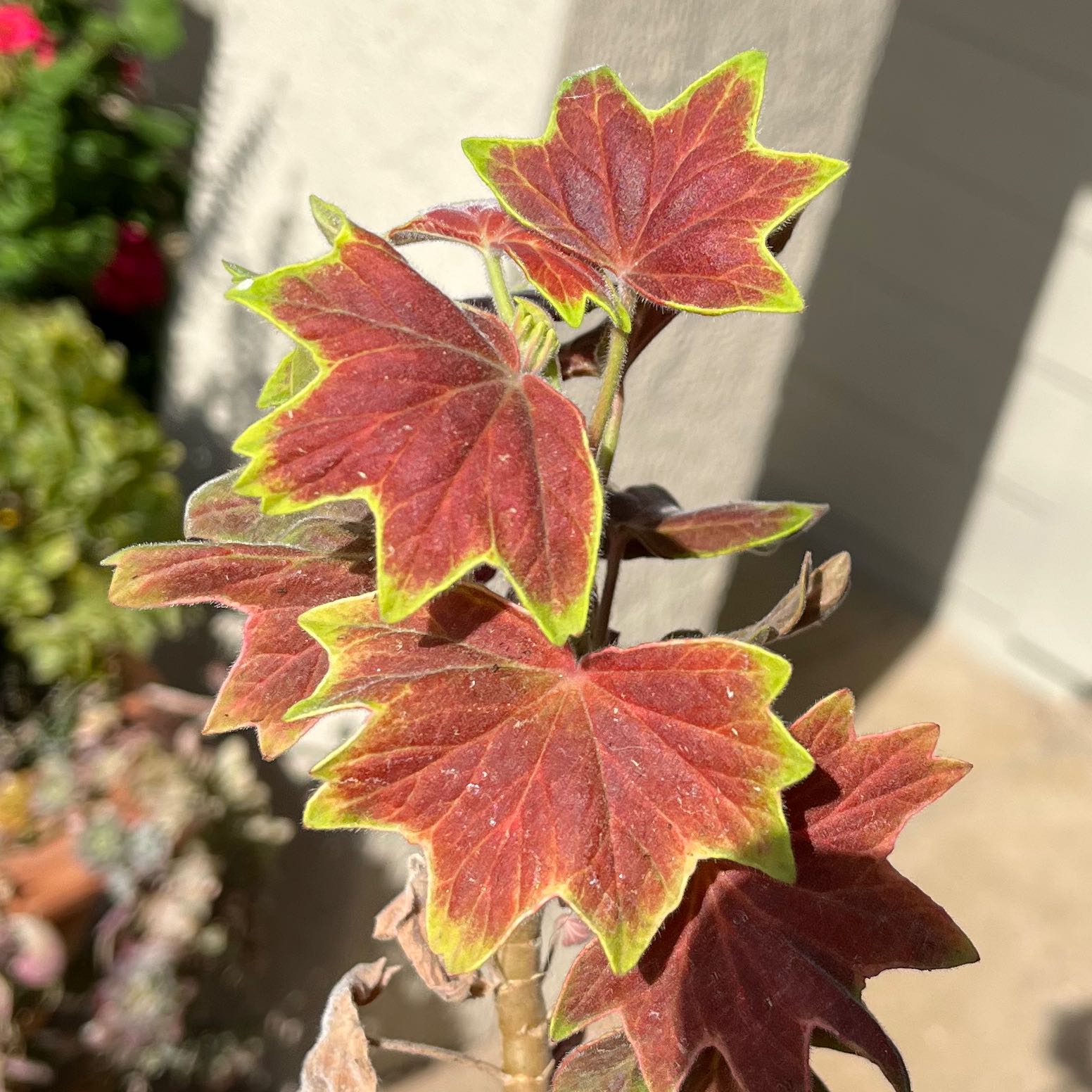 Photo of the plant species Vancouver Centennial Geranium by @SnazzyDogviolet named James Dean on Greg, the plant care app