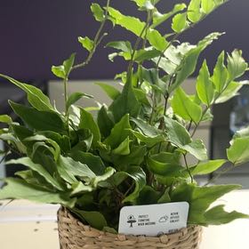Photo of the plant species House Holly-Fern by @Atoyou named Laferne on Greg, the plant care app
