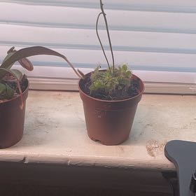Photo of the plant species Sundew by @DearDyerscroton named Fernie Mercury on Greg, the plant care app