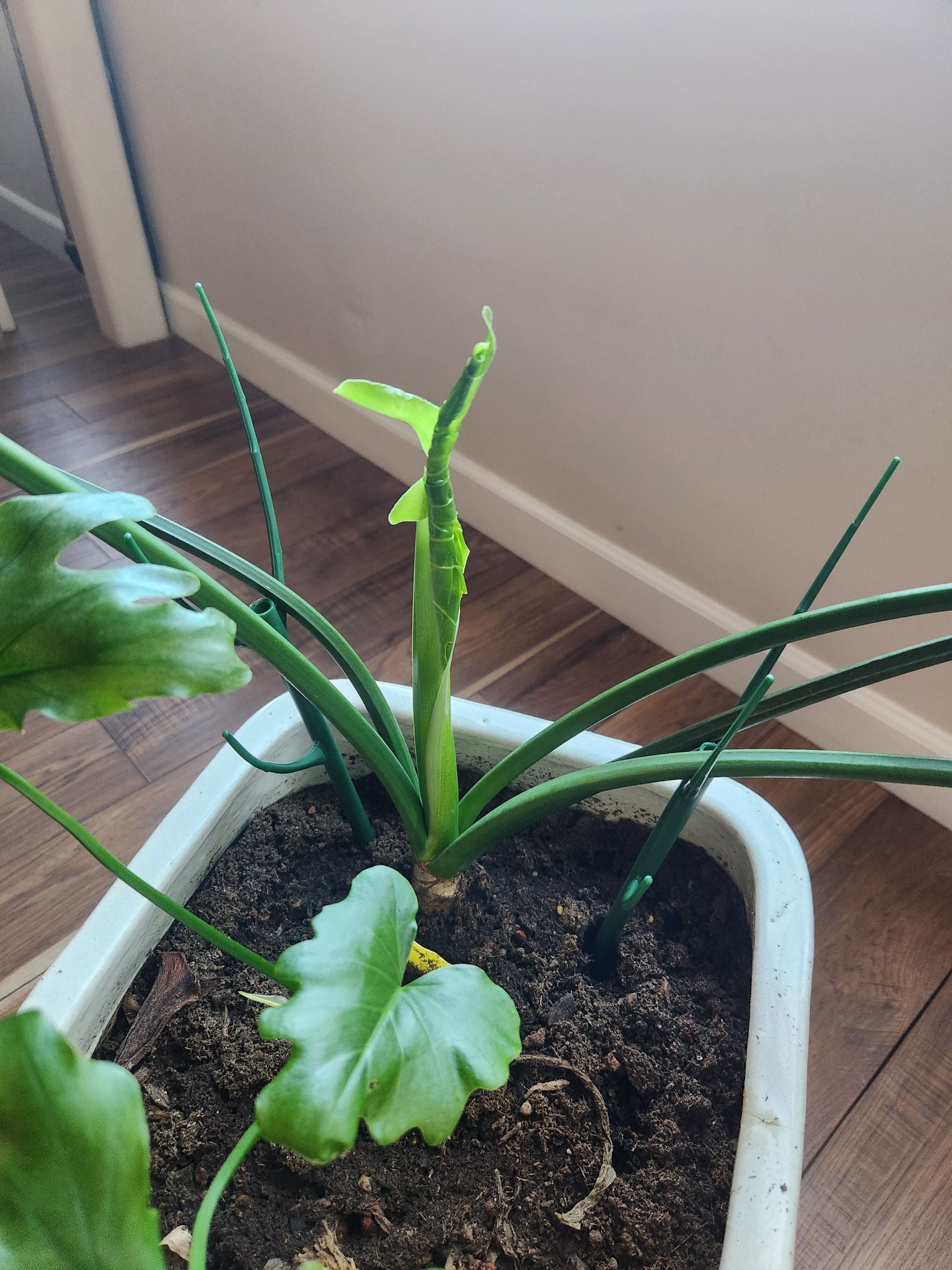 Lickety Split A plant by Laureninportland on Greg