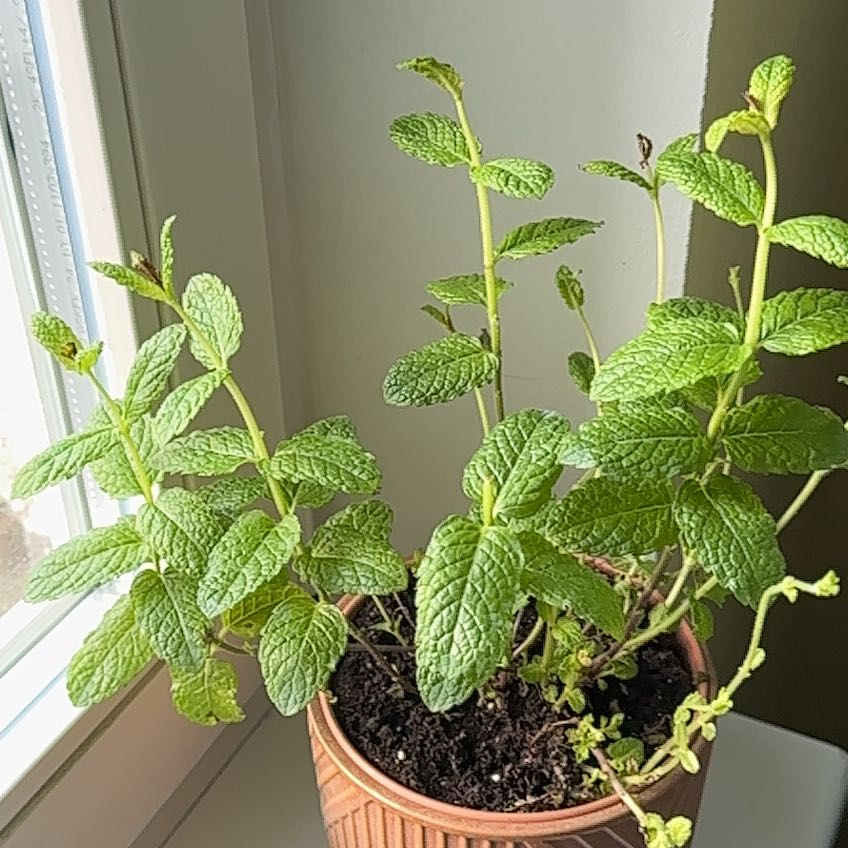 Potted Mojito Mint plant near a window with vibrant green leaves.