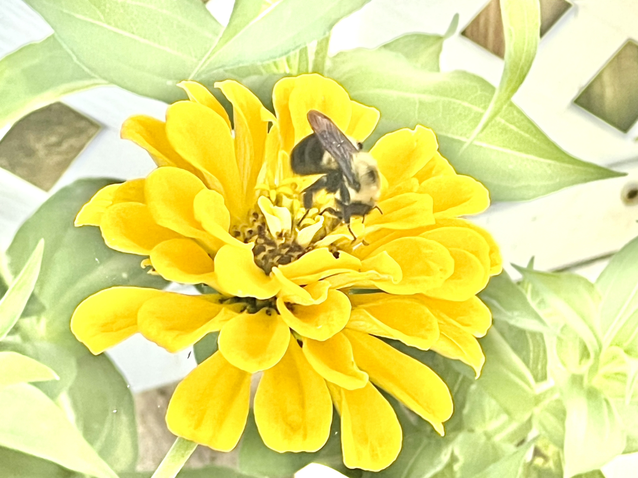 Photo of the plant species Peruvian Zinnia by @NiftyCanadamint named Austen on Greg, the plant care app