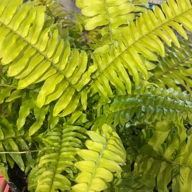 Photo of the plant species Tiger Fern by @CuddlyPlain60 named Fern on Greg, the plant care app
