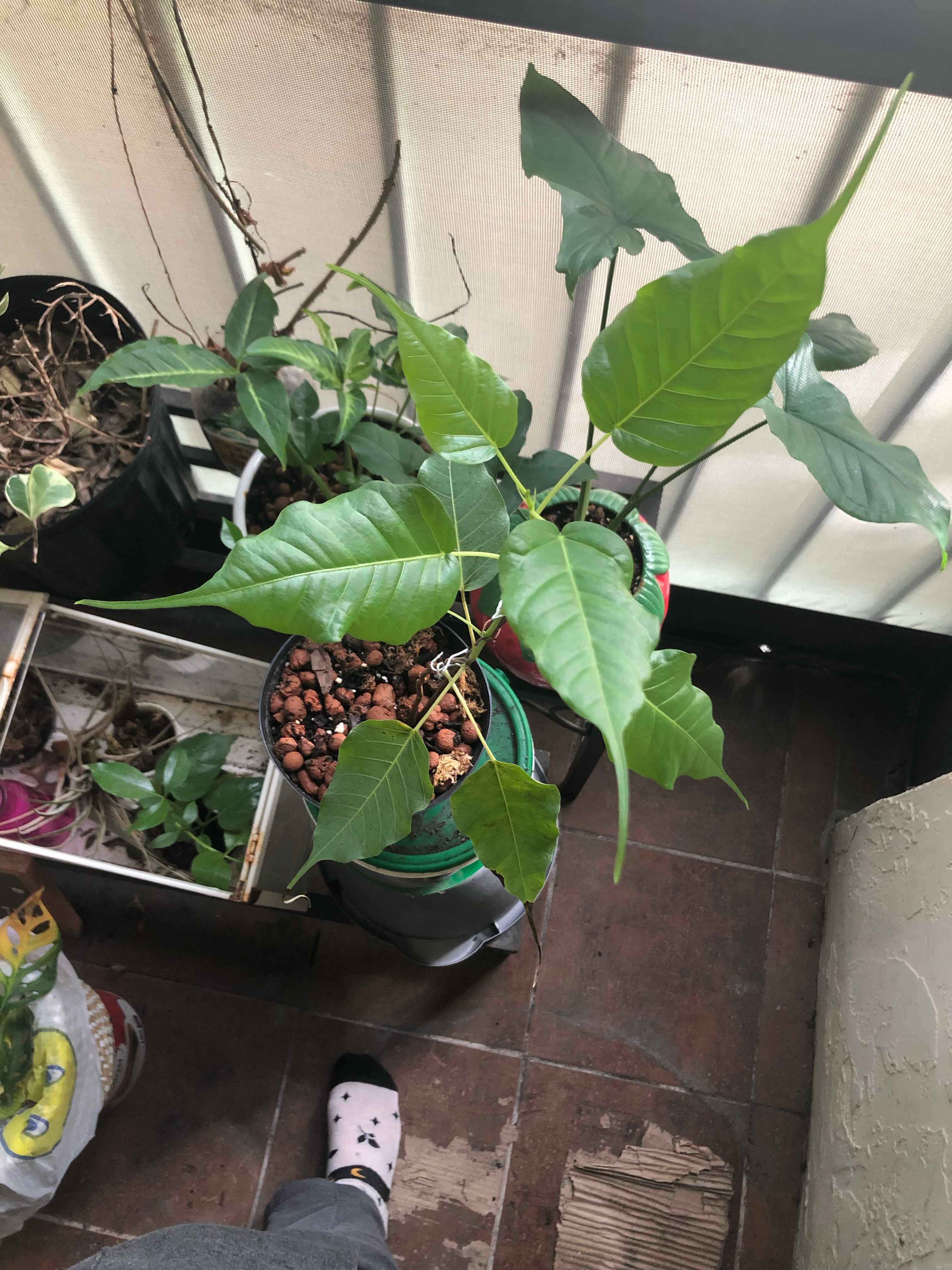 bus stop gutter near jamun