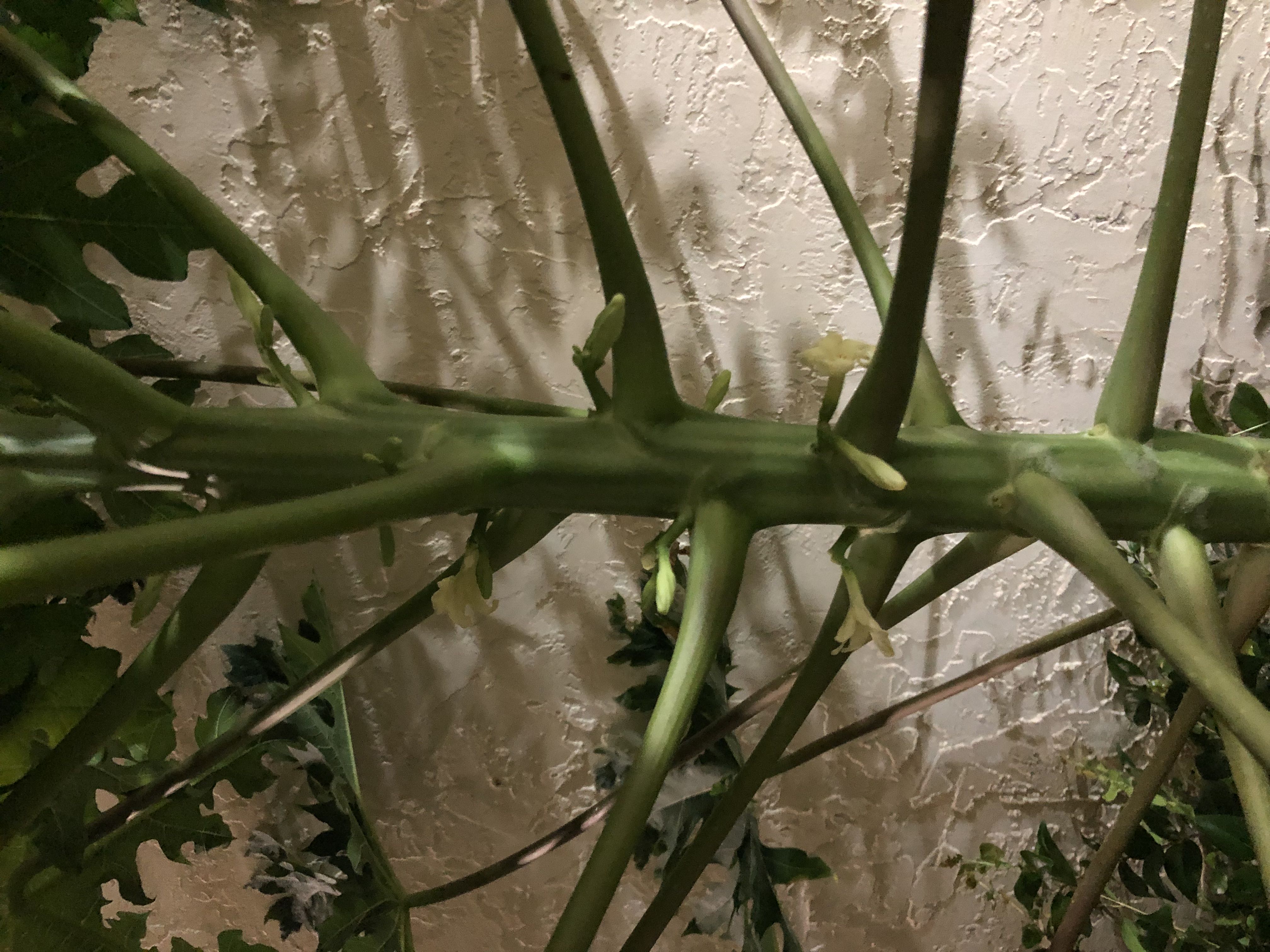 All About Your Papaya's Roots