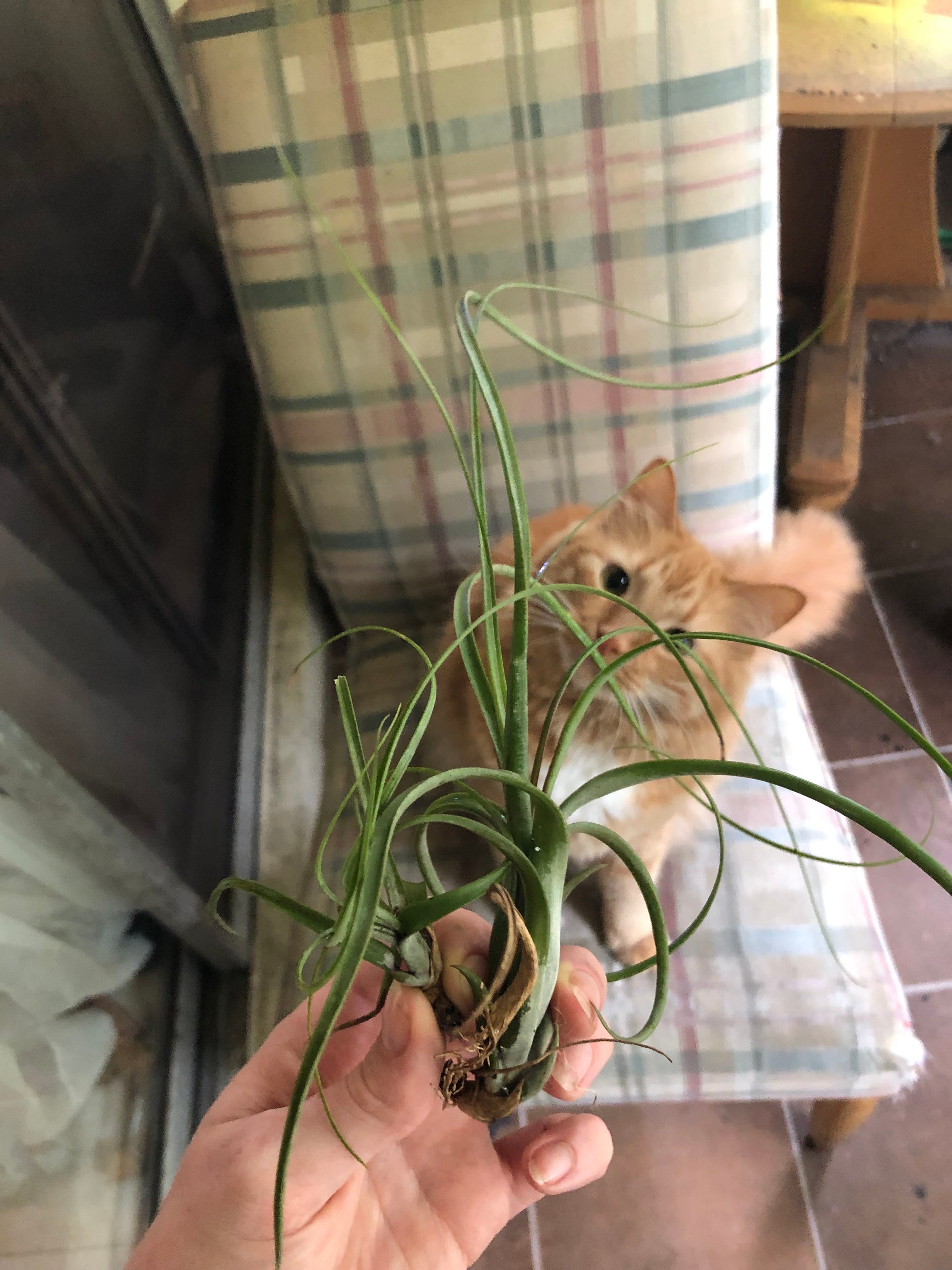 🌞 Optimal Hardiness Zones for Blushing Air Plant 9a11b