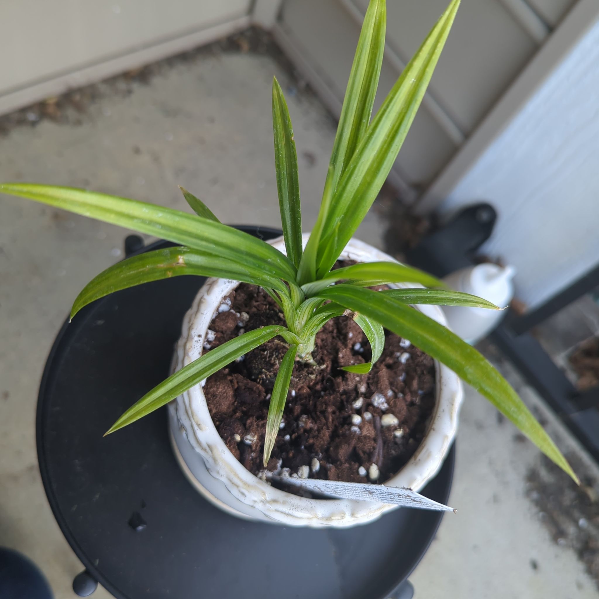 Potted Pandan plant with healthy green leaves.