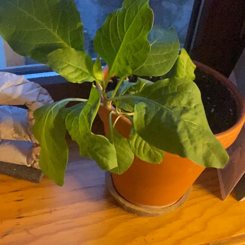 Photo of the plant species Belladonna by @IconStonepine named Figyonce on Greg, the plant care app