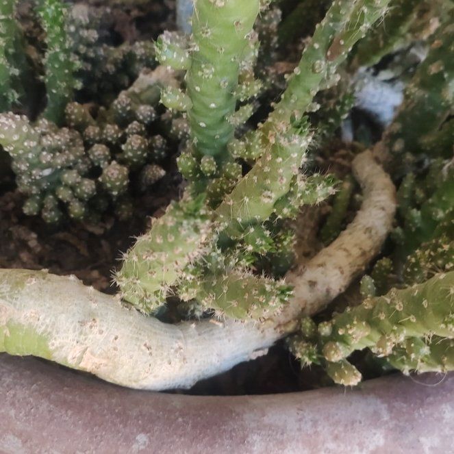 Photo of the plant species Prickly Pear by @EagerWaterlily named Cactus on Greg, the plant care app