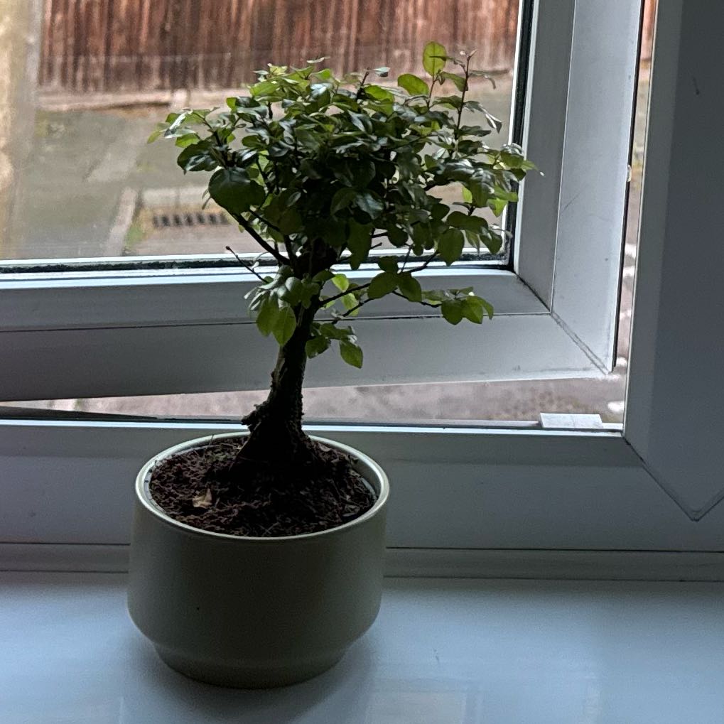 Photo of the plant species elm bonsai by @HotSedumsunset named Einstein on Greg, the plant care app