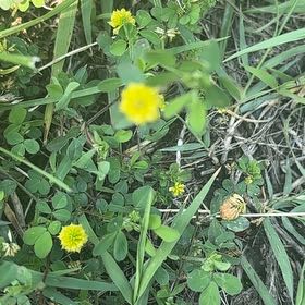 Photo of the plant species Shamrock by @UpbeatIceplant named Aristotle on Greg, the plant care app