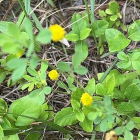 Photo of the plant species Shamrock by @UpbeatIceplant named Prince on Greg, the plant care app