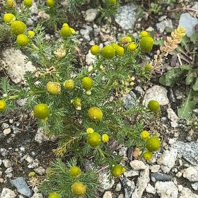 Photo of the plant species Disc Mayweed by @UpbeatIceplant named Stella on Greg, the plant care app