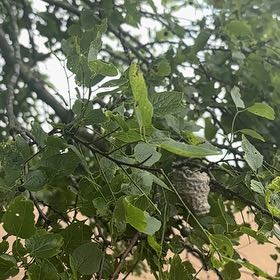 Photo of the plant species Hop Tree by @UpbeatIceplant named Beyonce on Greg, the plant care app