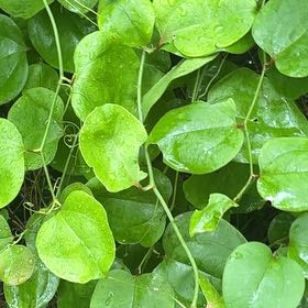 Photo of the plant species Roundleaf Greenbrier by @UpbeatIceplant named Dax on Greg, the plant care app