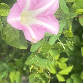 Photo of the plant species Appalachia False Bindweed by @UpbeatIceplant named Sigmund on Greg, the plant care app