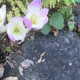 Photo of the plant species Autumn Crocus by @UpbeatIceplant named Willow on Greg, the plant care app