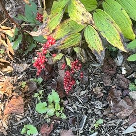 Photo of the plant species Cascade Barberry by @UpbeatIceplant named Sherlock on Greg, the plant care app