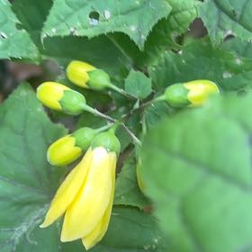 Photo of the plant species Yellow Archangel by @UpbeatIceplant named Austen on Greg, the plant care app