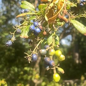 Photo of the plant species Blue Mountain Lilac by @UpbeatIceplant named Leaf Erickson on Greg, the plant care app