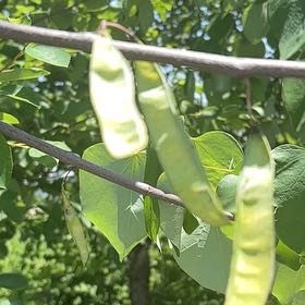 Photo of the plant species Judas Tree by @UpbeatIceplant named James Dean on Greg, the plant care app