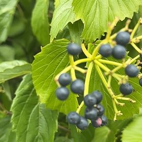 Photo of the plant species Arrowwood Viburnum by @UpbeatIceplant named Diana on Greg, the plant care app